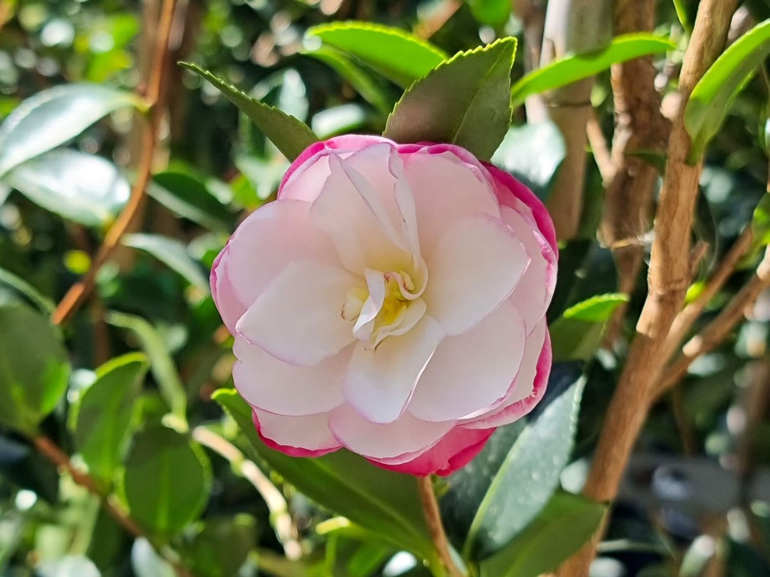 Camellia Paradise Bush 200mm