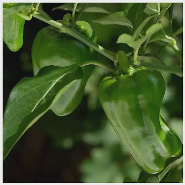 Capsicum Green Giant Punnet
