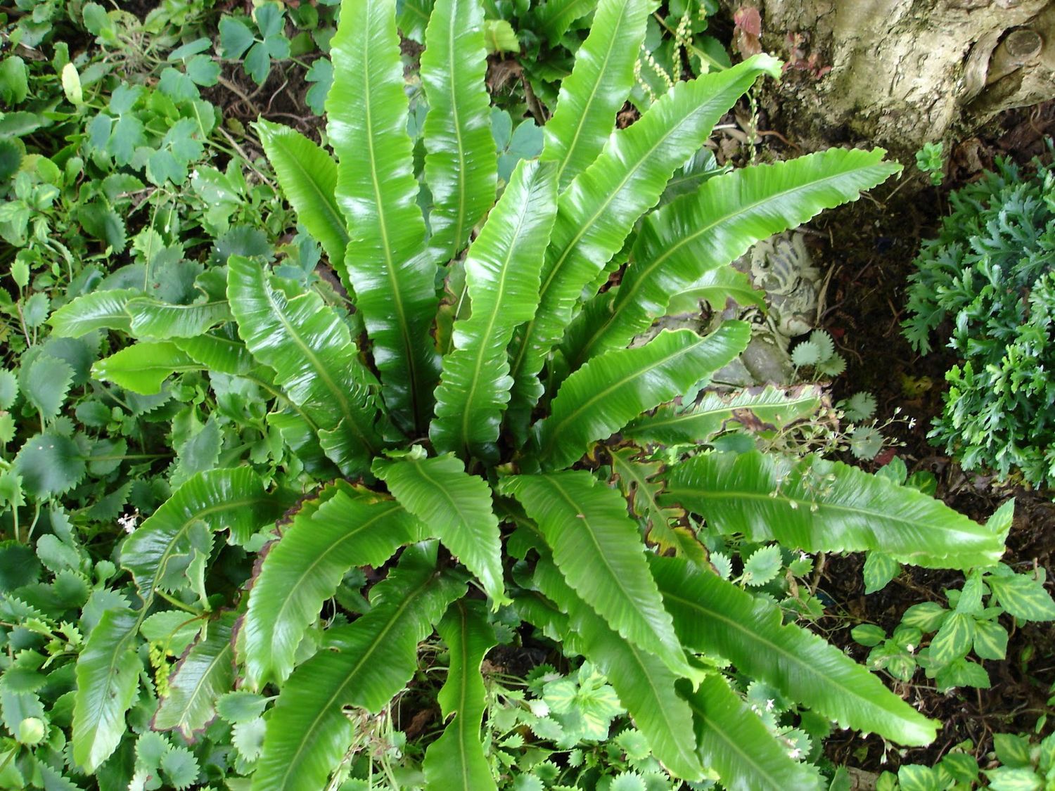 Asplenium Nidus 125mm (Birds Nest Fern)