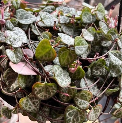 Chain of Hearts Ceropegia 130mm