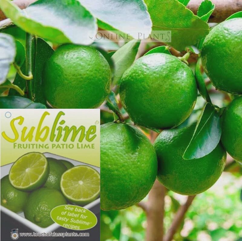 Citrus Sublime