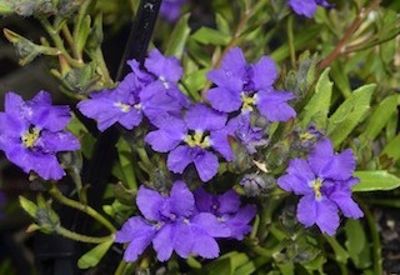 Dampiera Royal Purple 140mm
