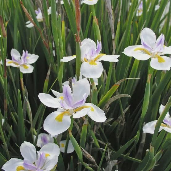 Dietes Grandiflora 150mm