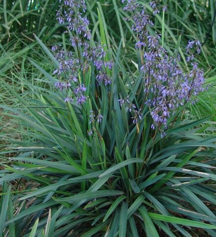 Dianella Clarity Blue 140mm