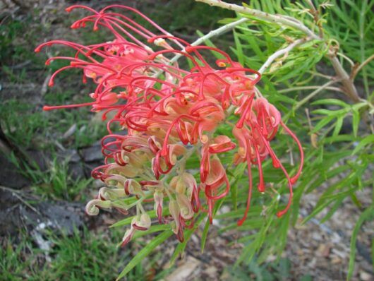 Grevillea Ned Kelly - 140mm