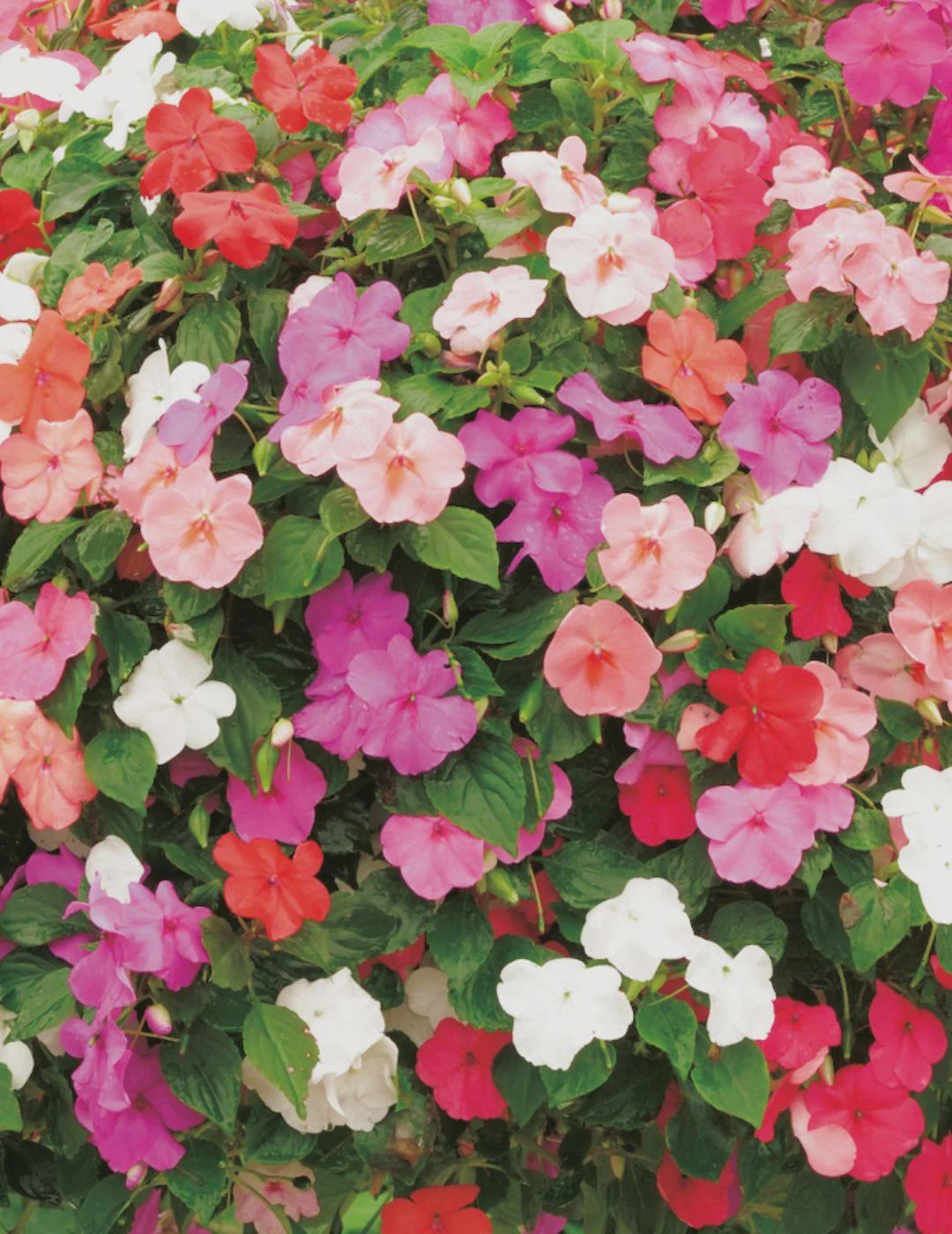 Impatiens Mix Punnet
