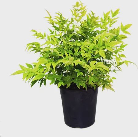 Nandina Lemon &amp; Lime 140mm