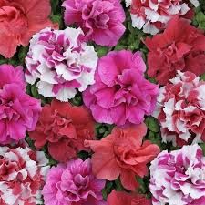 Petunia Bonanza Mix Punnet