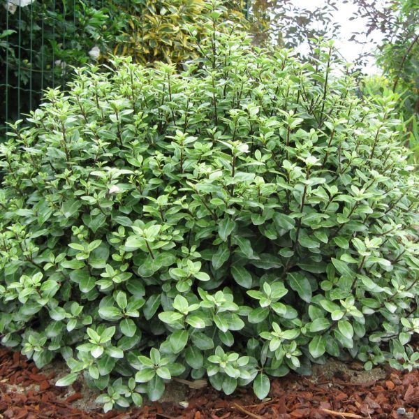 Pittosporum Golf Ball 14cm