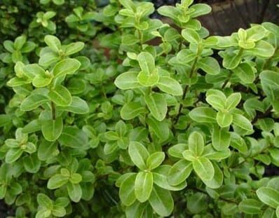 Pittosporum Green Pillar 140mm