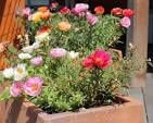 Portulaca Cocktail Punnet