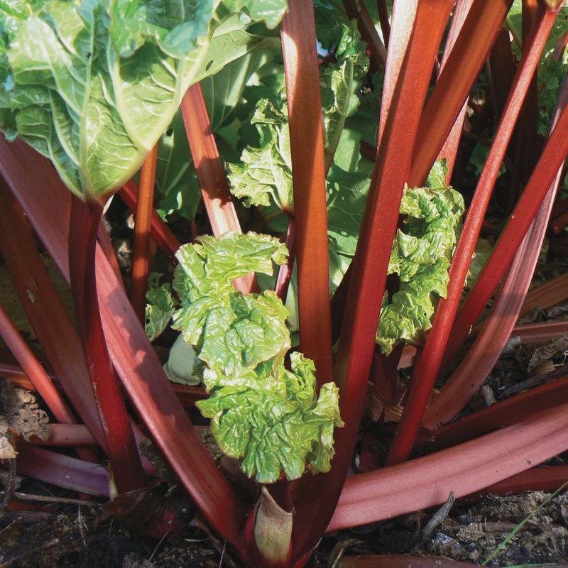 Rhubarb Cherry Red - 140mm