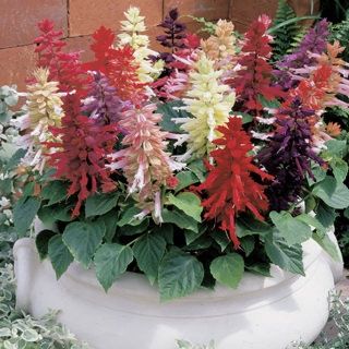Salvia Symphony Mix Punnet