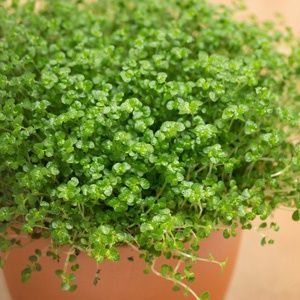 Soleirolia Baby Tears 130mm