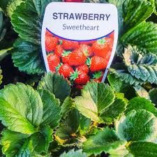 Strawberry Sweetheart Punnet