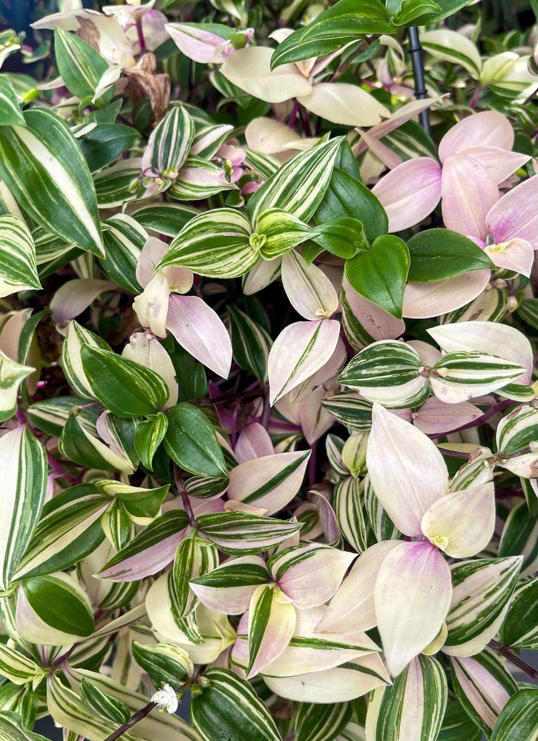 Tradescantia Tricolour 130mm