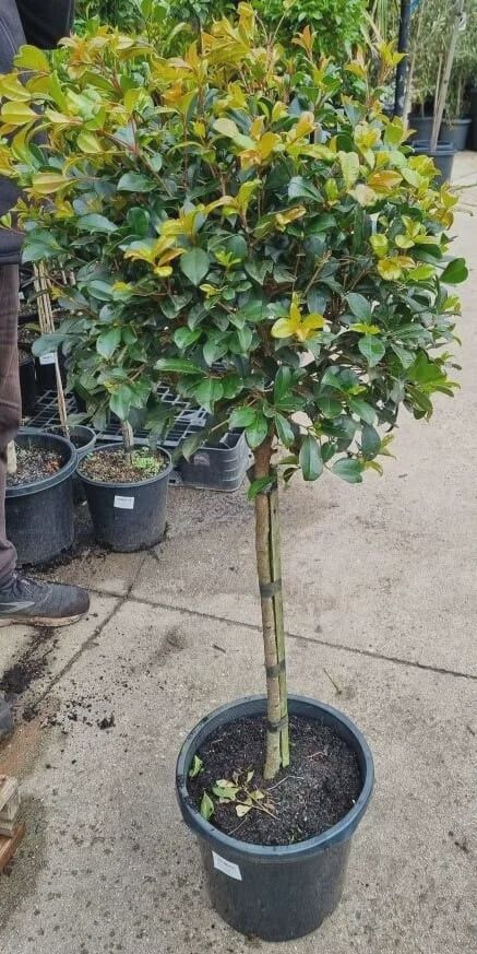 Syzigium Standards 200mm