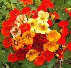 Nasturtium Top Jewel Mix punnet