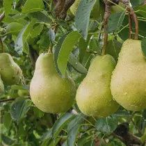 PEAR. DUCHESS. (W.B.C.)