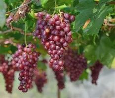 GRAPE.CRIMSON SEEDLESS