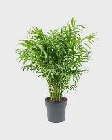 Golden Cane Palm 200mm