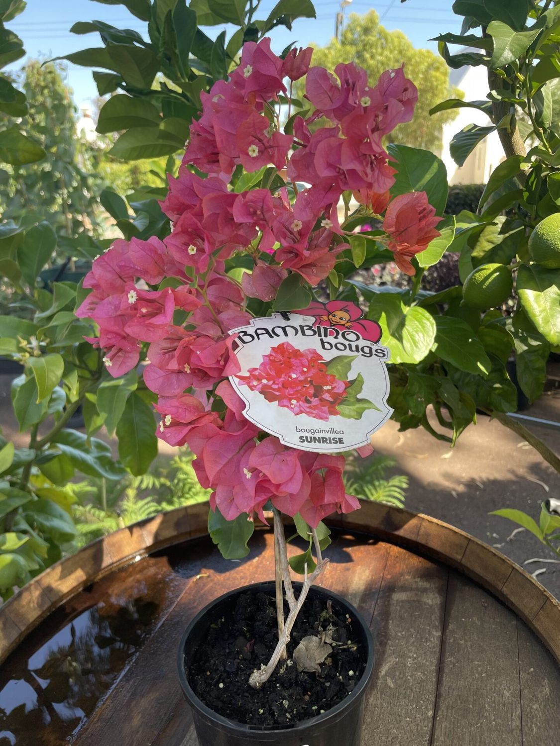 Bougainvillea Bambino 140mm