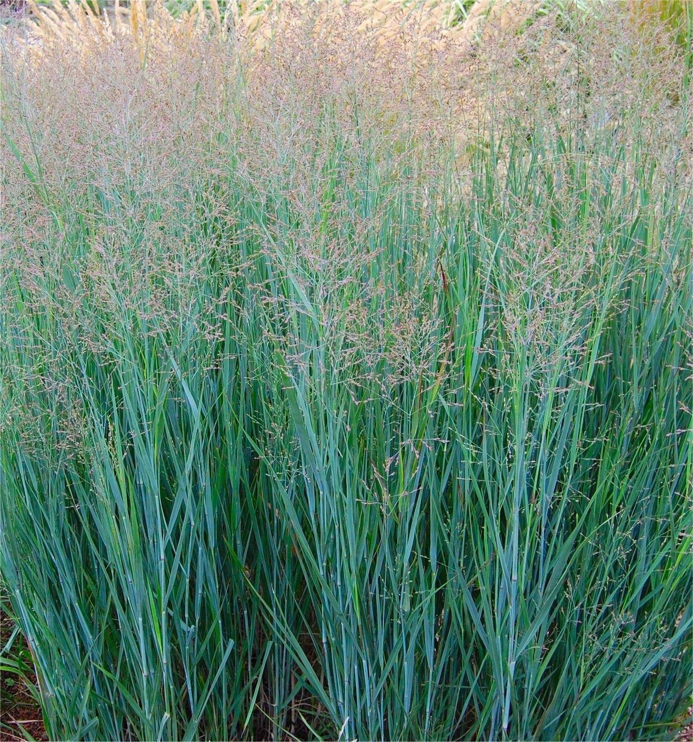 Panicum Heavy Metal 150mm