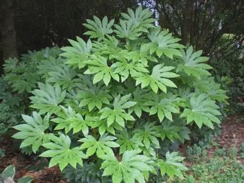 Fatsia japonica 140mm