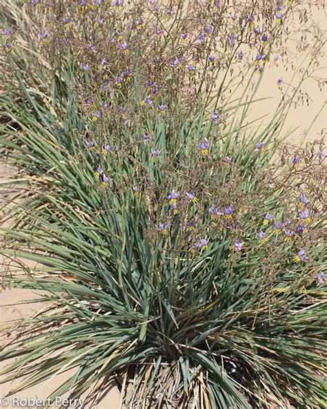 Dianella Little Rev 140mm