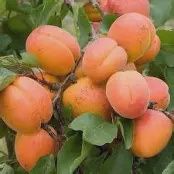 DWARF APRICOT. MOORPARK