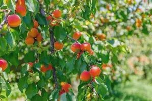 APRICOT. EARLY DIVINITY TREE 230mm