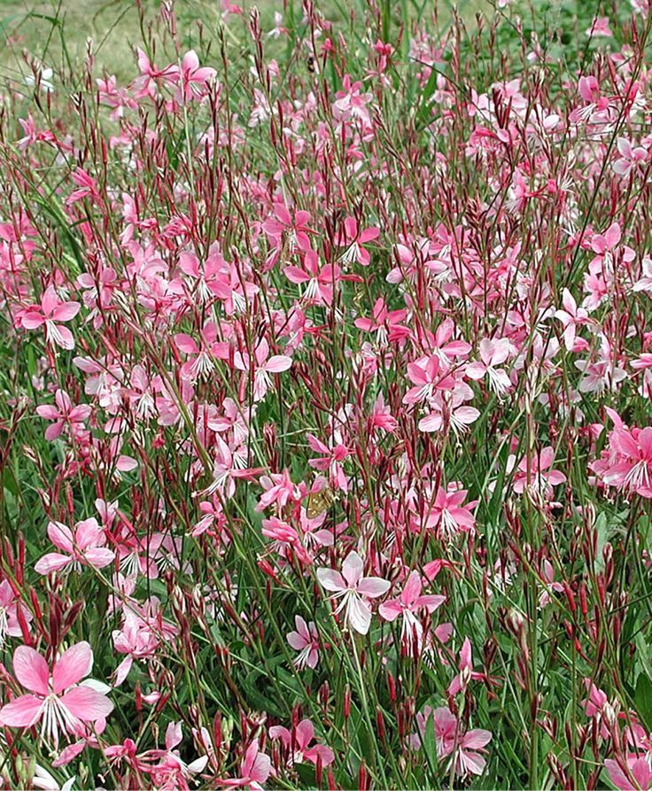 Gaura Lilly Pop 140mm