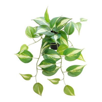 42cm Potted Artificial Hanging Variegate