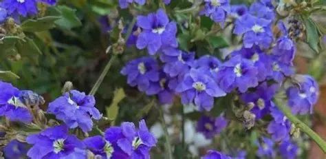 Dampiera Mallee Skies 140mm