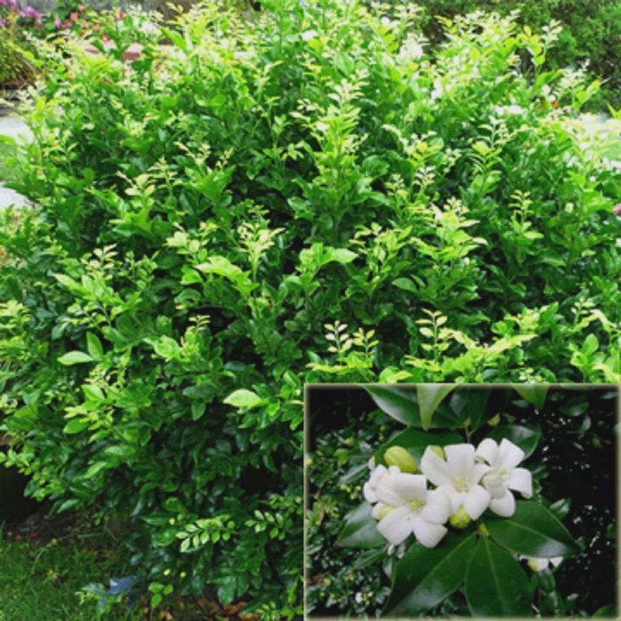 Murraya Paniculata - 140mm