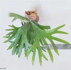 Platycerium Netherlands Elkhorn Sheild