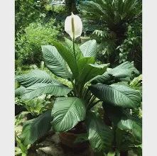 Spathiphyllum Sensation' 180mm