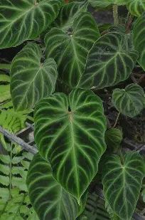Philodendron Verrucosum 90mm