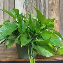 Pothos Jade HB 170mm