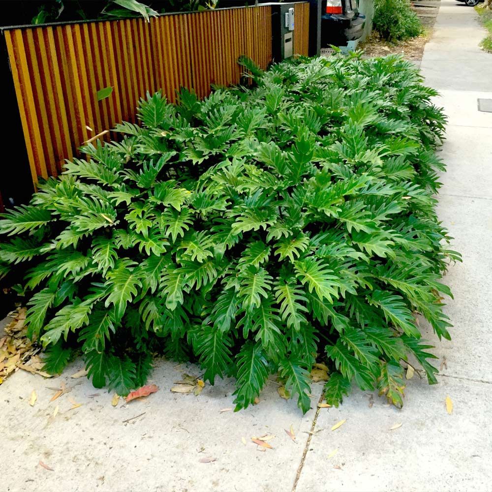 Philodendron Xanadu 140cm