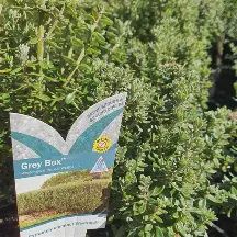 Westringia Grey Box 140mm