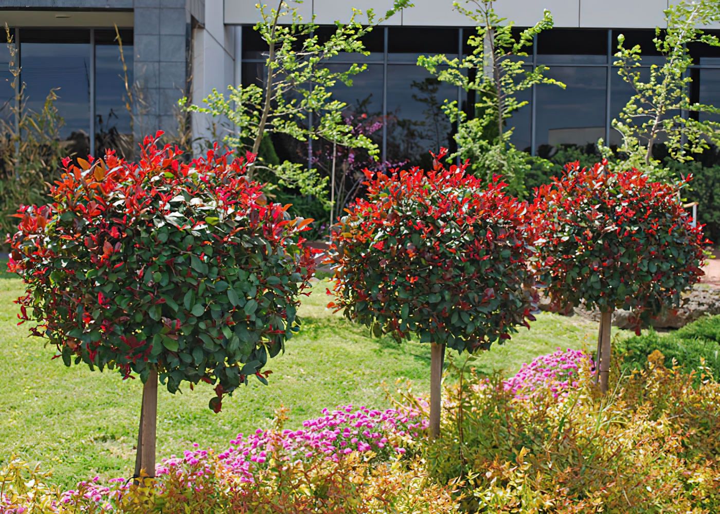 Syzygium Big Red Standard 200mm