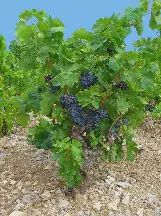 Vitis vinifera 140mm