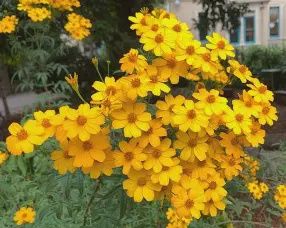 Tagetes Lemmonii  140mm