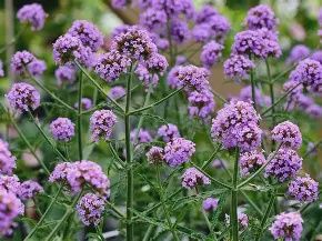 Verbena Bonariensis  140mm