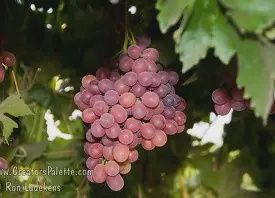 Vitis vinifera seedless grape Ruby 140mm