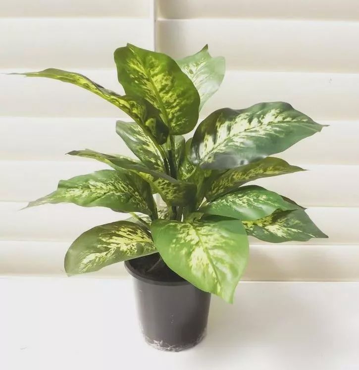 Dieffenbachia Assorted 100mm