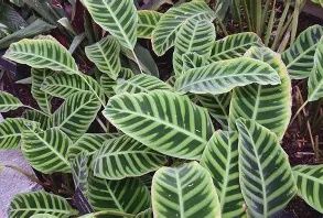 Calathea Zebrina 200mm