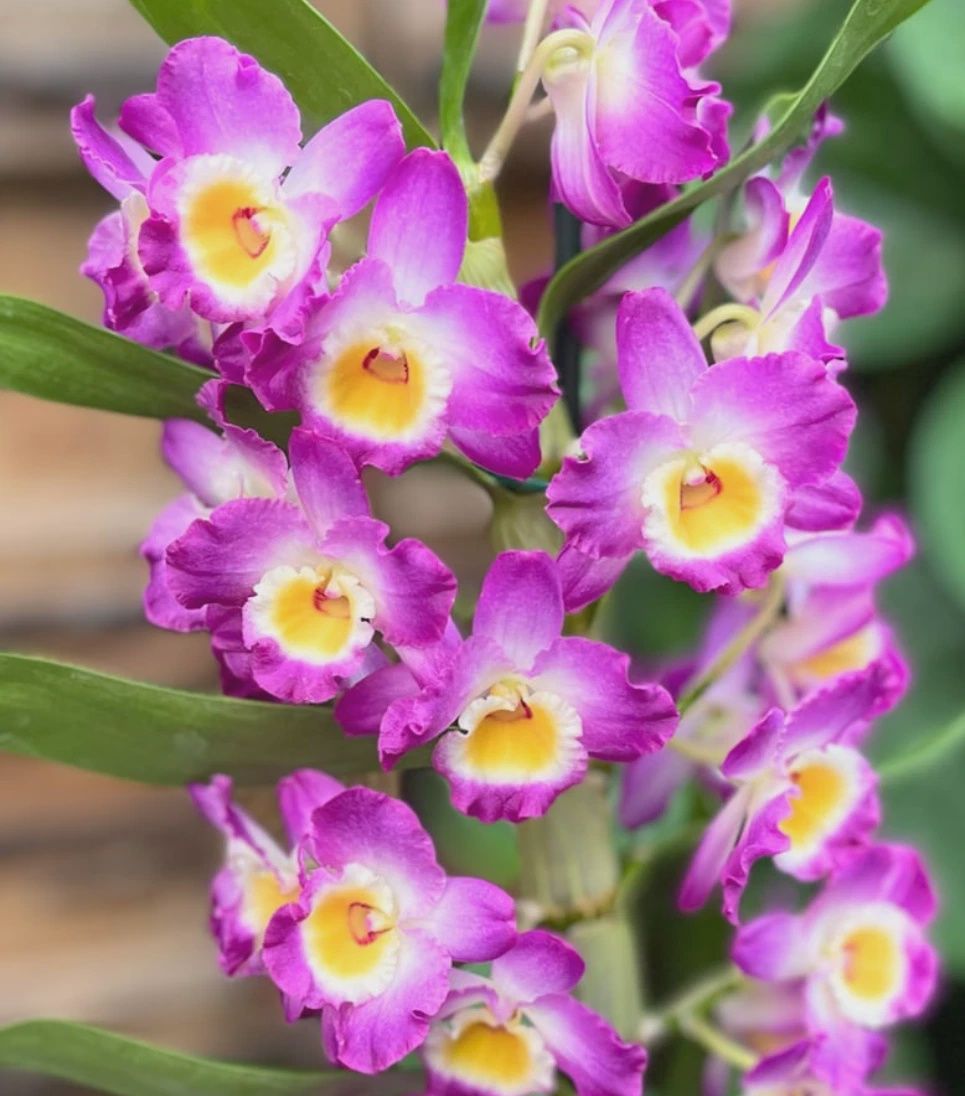 Dendrobium Orchid