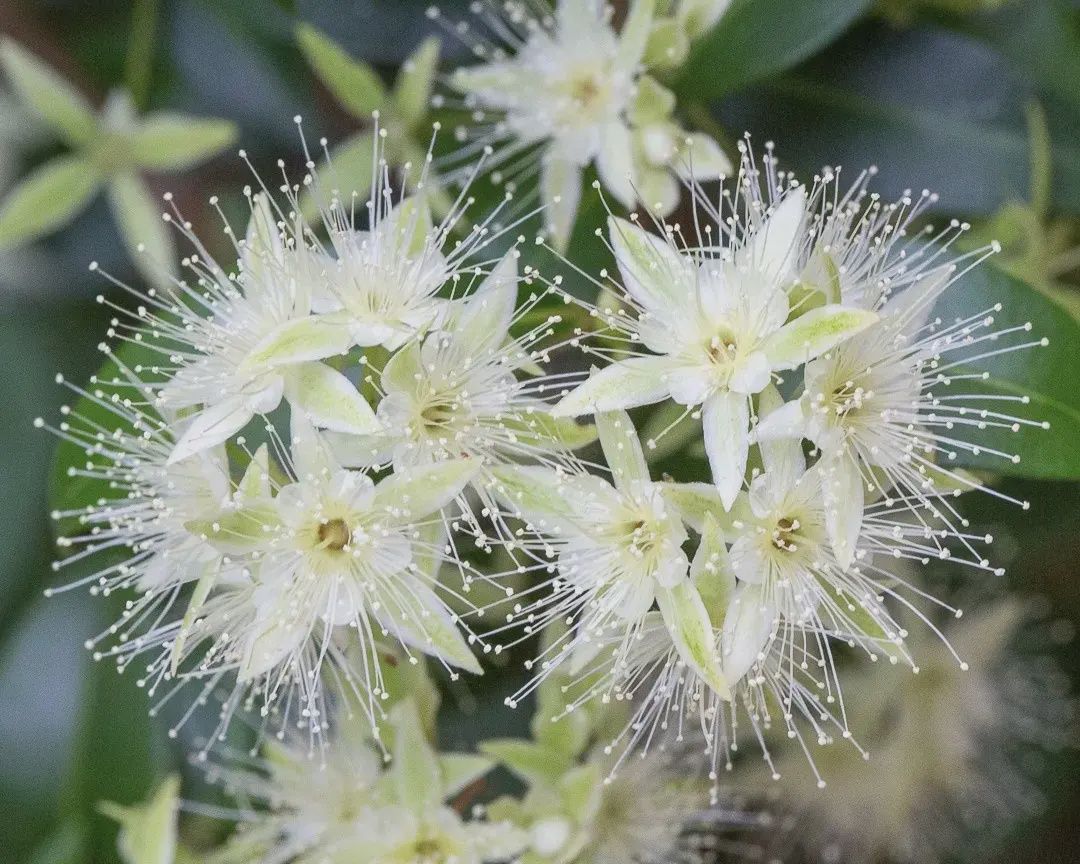 Backhousia Cinnamon Myrtle